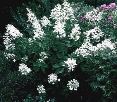 Hydrangea paniculata 'Chantilly Lace'