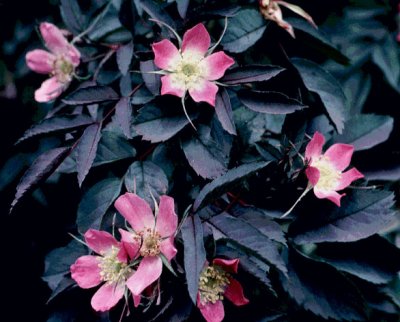 Rosa glauca