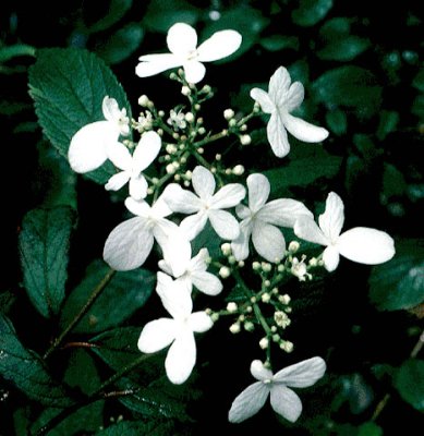 Viburnum plicatum var. tomentosum 'Summer Snowflake'