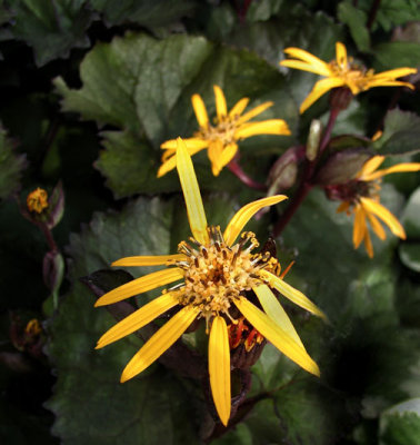 Ligularia dentata 'Britt-Marie Crawford' pp#16113