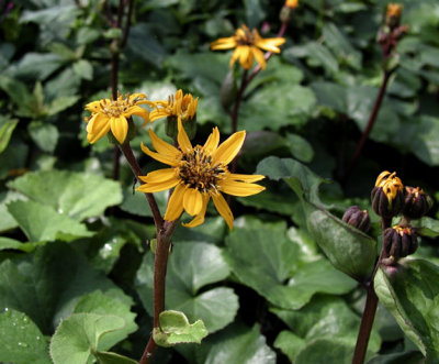 Ligularia dentata 'Othello'