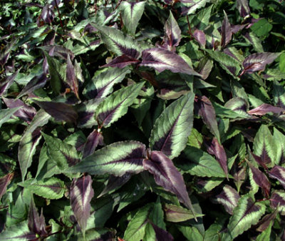 Persicaria microcephala 'Red Dragon' pp#12062