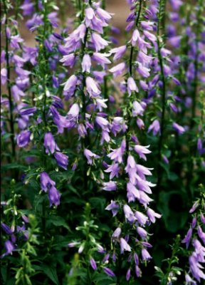 Adenophora 'Amethyst'