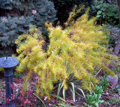 Amsonia hubrichtii