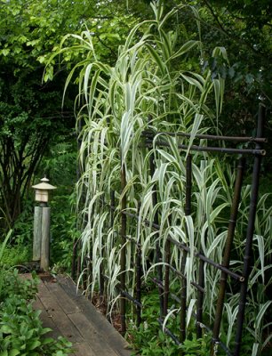 Arundo donax 'Variegata'