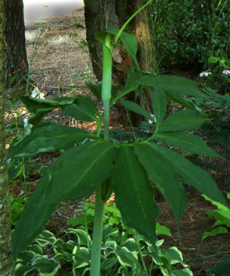 Arisaema heterophyllum