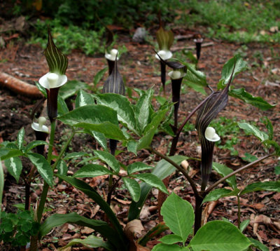Arisaema sikokianum