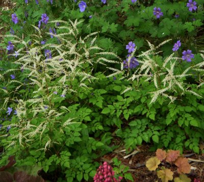 Aruncus 'Misty Lace' pp#15798