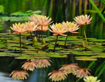 Water Lillies