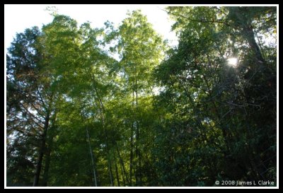 The sun through the trees