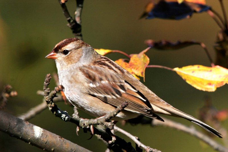 White-crowned Sparrow, hatch year