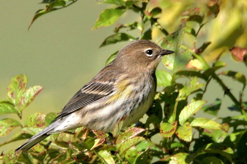 Yellow-rumped Warbler, fall plumage