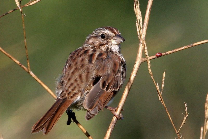 Song Sparrow
