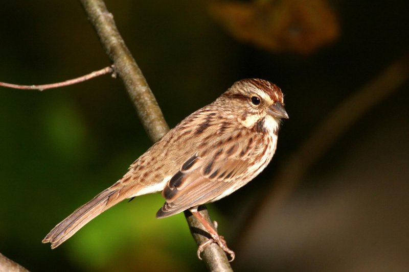 Song Sparrow