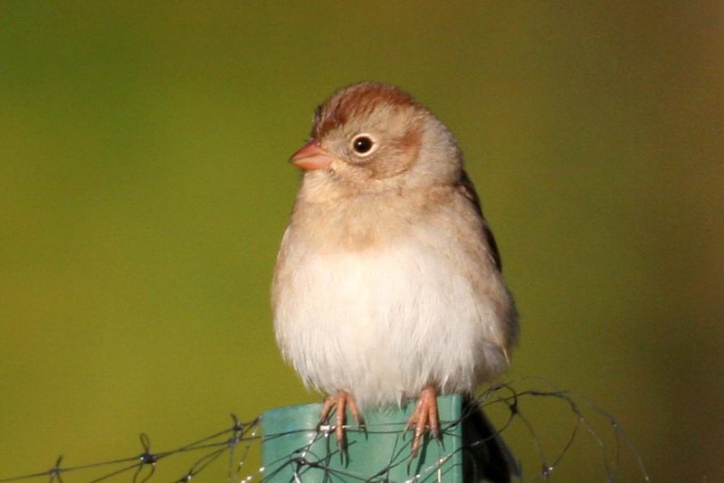 Field Sparrow
