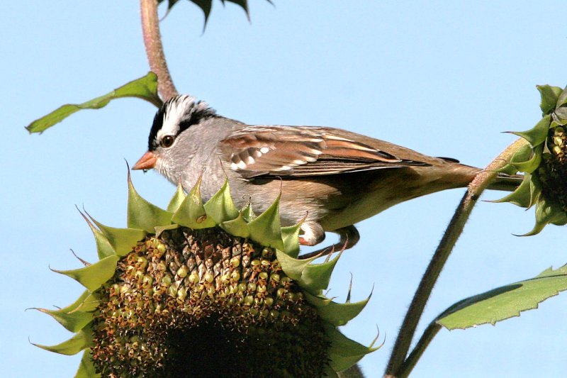 White-crowned Sparrow, adult