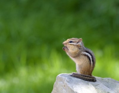 Eastern Chipmunk