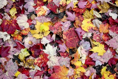 Red maple leaves on forest floor