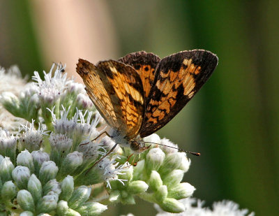 Pearl Crescent on Boneset