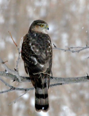 Sharp-shinned Hawk