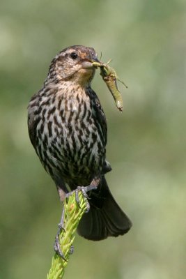 Red-wing Blackbird