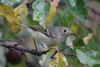 Ruby-crowned Kinglet with caterpillar