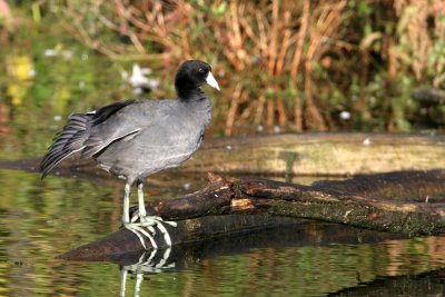 American Coot in early morning light