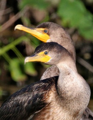 Double-crested Comormants