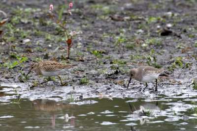 Pectoral Sandpiper (left) and Dunlin (right)