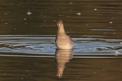 Long-billed  Dowitcher