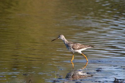 Greater Yellowlegs