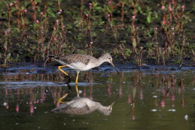 Greater Yellowlegs