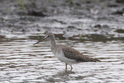 Greater Yellowlegs