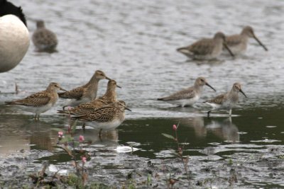 Pectoral Sandpipers (left) and Dunlin (right foreground)
