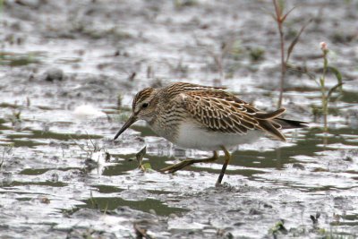 Pectoral Sandpiper