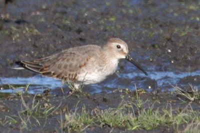 Dunlin
