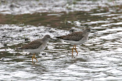 Lesser Yellowlegs