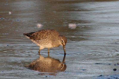 Long-Billed Dowitcher