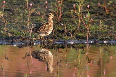 Shorebirds at Larue's Lagoon, MNWR