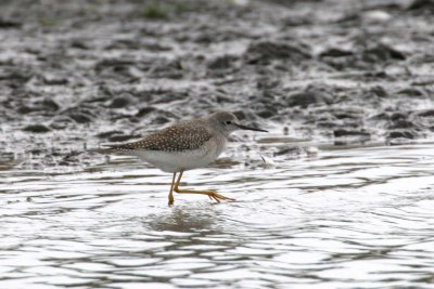 Lesser Yellowlegs