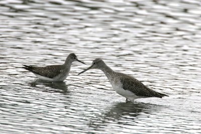 yellowlegs