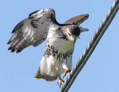 Red-tailed Hawk
