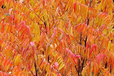 Sumac