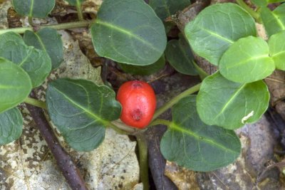 Partridgeberry berry (Mitchella repens)