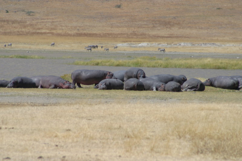 Ngorongoro - Hippos
