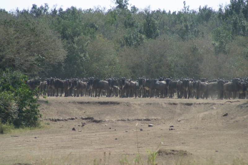 Maasai Mara - Wildebeast Migration