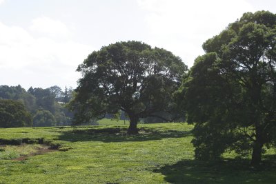 Nairobi Tea Plantation