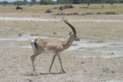 Amboseli - Thompson Gazelle