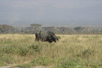 Amboseli - Cape Buffalo