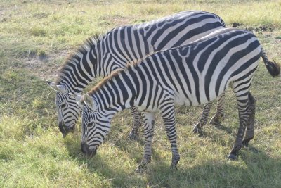 Amboseli - Zebra Pair